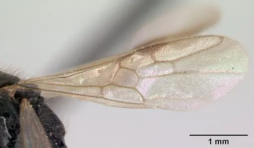 Leptogenys donisthorpei - CASENT0178792