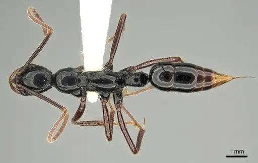 Leptogenys drepanon specimen