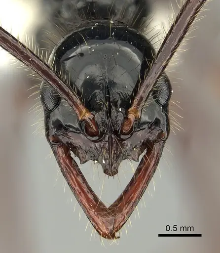 Leptogenys drepanon specimen