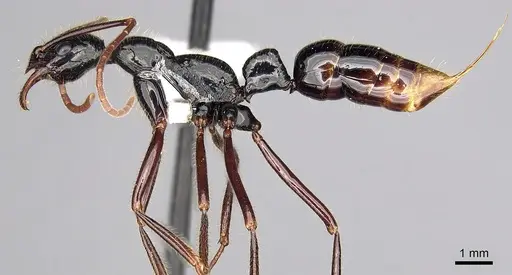 Leptogenys drepanon specimen