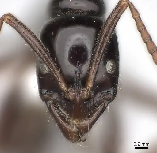 Leptogenys ebenina specimen