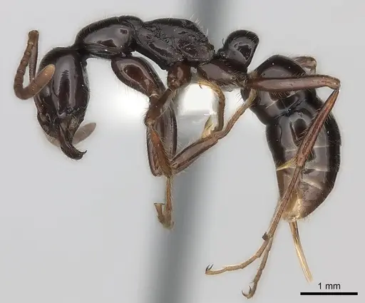 Leptogenys ebenina specimen