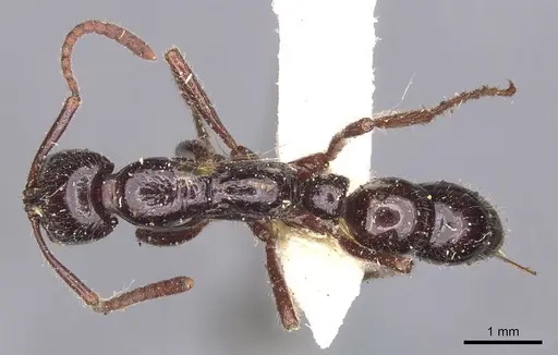 Leptogenys ebenina - CASENT0907391