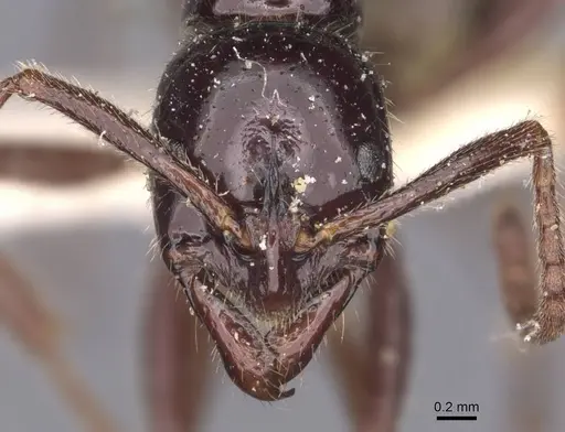 Leptogenys ebenina - CASENT0907391