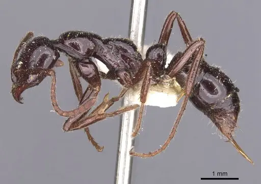 Leptogenys ebenina - CASENT0907391