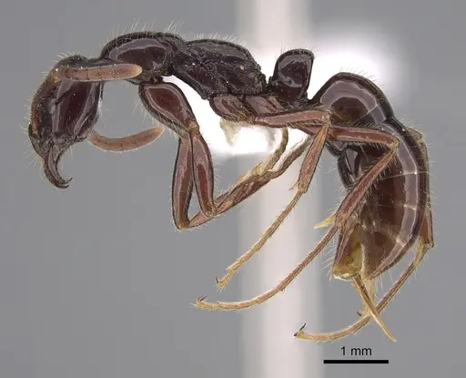 Leptogenys ebenina - CASENT0923404