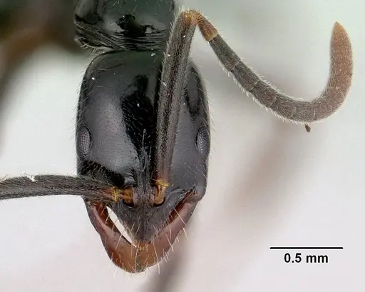 Leptogenys edsoni specimen