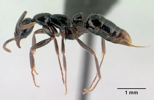 Leptogenys edsoni specimen