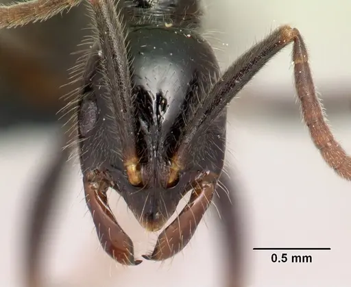 Leptogenys edsoni - CASENT0149872