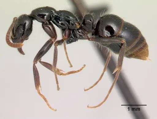Leptogenys edsoni - CASENT0149872