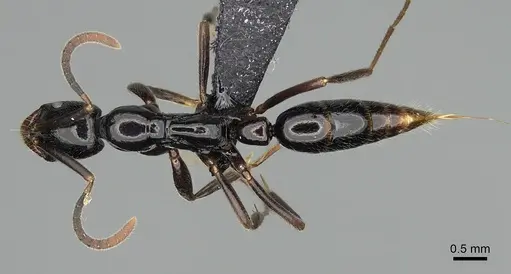 Leptogenys edsoni - CASENT0247255