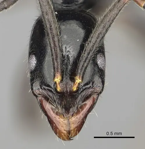 Leptogenys edsoni - CASENT0247255