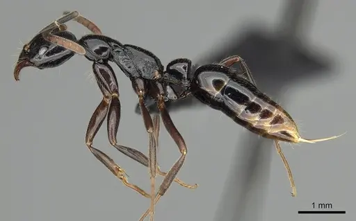 Leptogenys edsoni - CASENT0247255