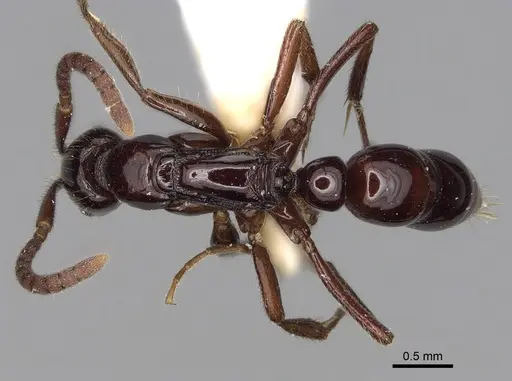 Leptogenys elegans specimen