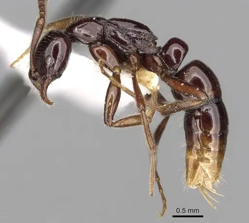 Leptogenys elegans specimen