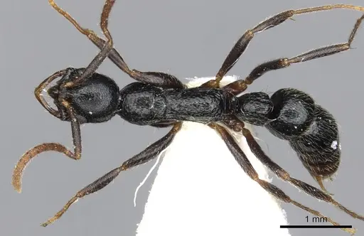 Leptogenys elegans - CASENT0902602