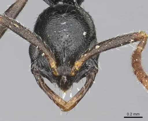 Leptogenys elegans - CASENT0902602