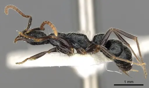 Leptogenys elegans - CASENT0902602