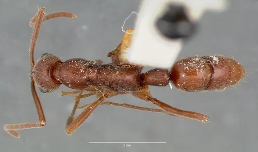 Leptogenys elongata specimen
