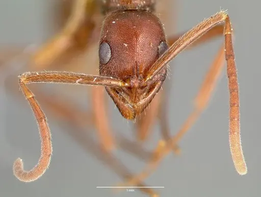 Leptogenys elongata specimen