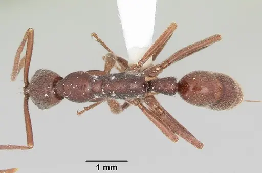 Leptogenys elongata - CASENT0104737