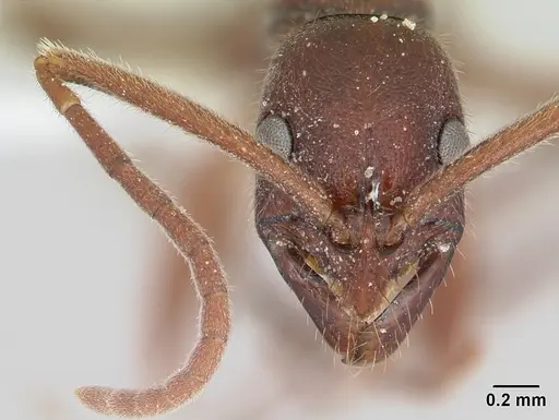 Leptogenys elongata - CASENT0104737