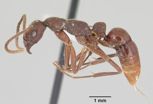 Leptogenys elongata - CASENT0104737