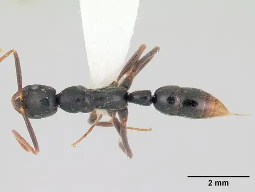 Leptogenys elongata - CASENT0178786