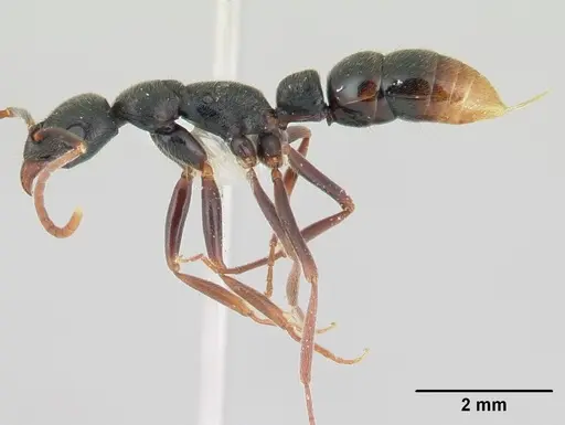 Leptogenys elongata - CASENT0178786