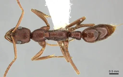 Leptogenys elongata - CASENT0270534