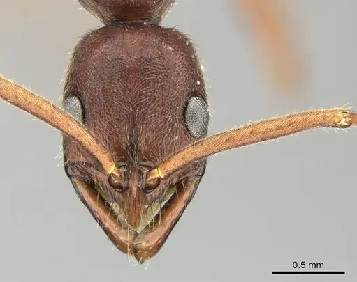 Leptogenys elongata - CASENT0270534