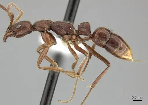 Leptogenys elongata - CASENT0270534