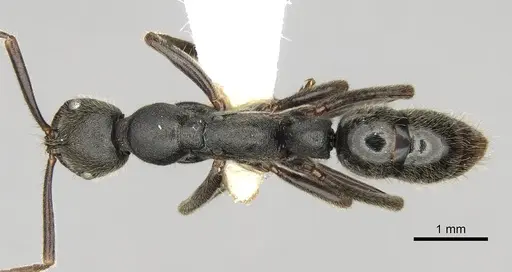 Leptogenys elongata - CASENT0281933