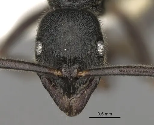 Leptogenys elongata - CASENT0281933