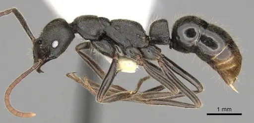 Leptogenys elongata - CASENT0281933