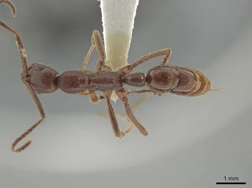 Leptogenys elongata - CASENT0635915