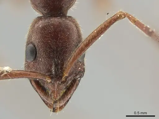 Leptogenys elongata - CASENT0635915
