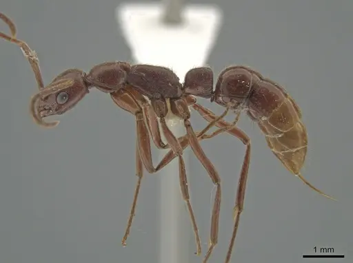 Leptogenys elongata - CASENT0635915