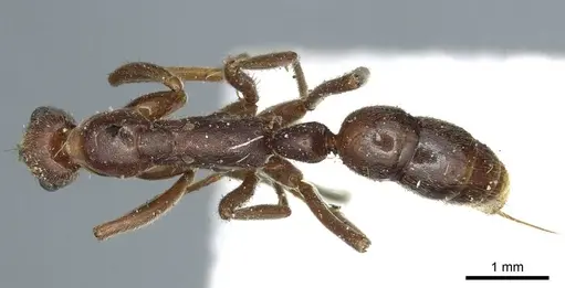 Leptogenys elongata - CASENT0915876