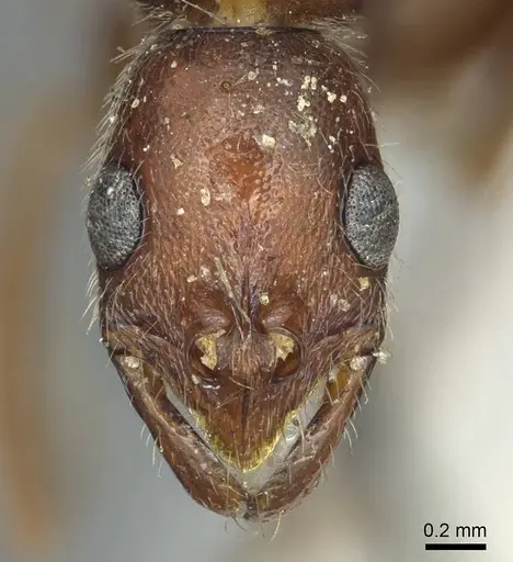 Leptogenys elongata - CASENT0915876