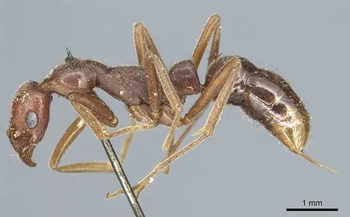 Leptogenys elongata - CASENT0915876
