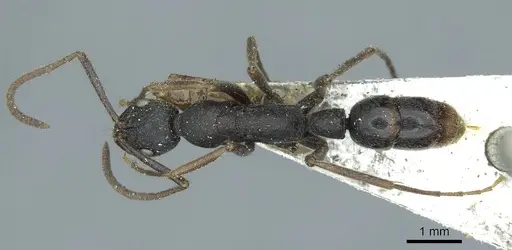 Leptogenys elongata - CASENT0915881