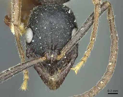 Leptogenys elongata - CASENT0915881