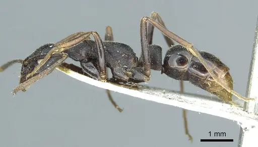 Leptogenys elongata - CASENT0915881