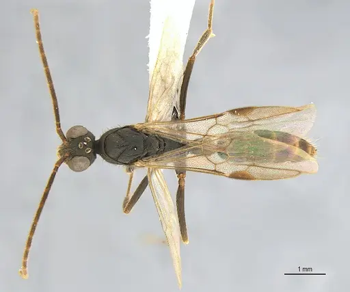 Leptogenys elzasoares specimen