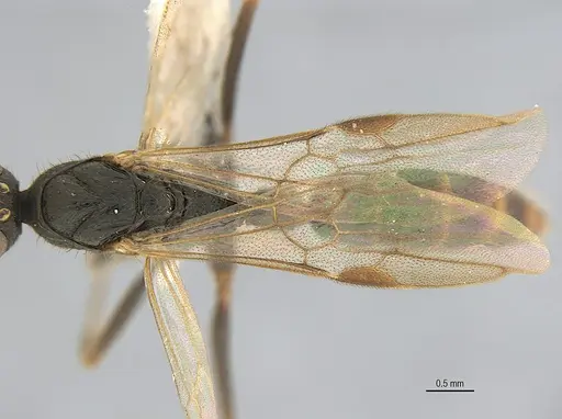 Leptogenys elzasoares specimen