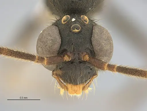 Leptogenys elzasoares specimen