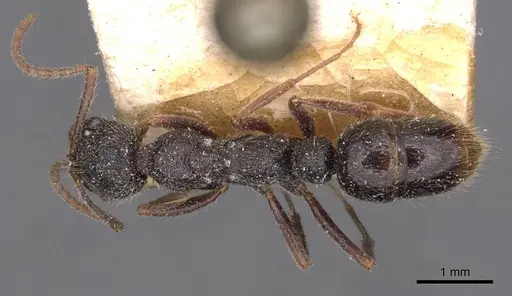 Leptogenys emeryi specimen