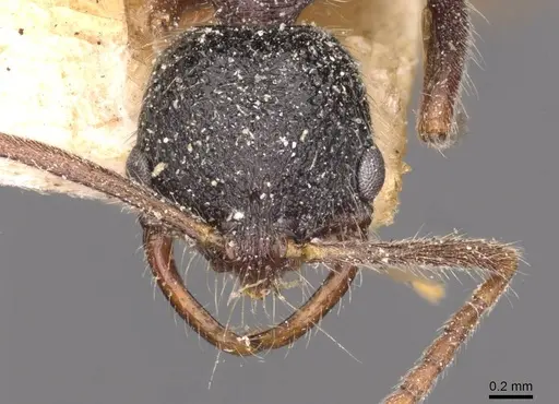 Leptogenys emeryi specimen