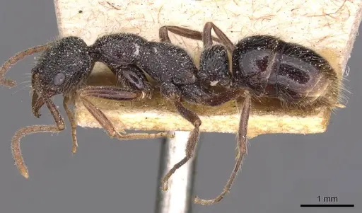 Leptogenys emeryi specimen